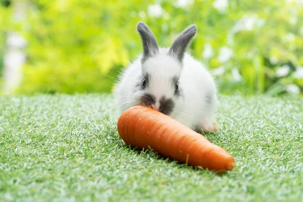 自然を背景に緑の芝生の牧草地に座っている間 愛らしい赤ちゃんウサギのウサギの白 黒新鮮なオレンジニンジンを食べる イースター動物ウサギとフードコンセプト — ストック写真