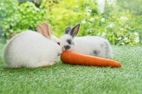 Due Adorabili Coniglietti Bianchi Marroni Grigi Che Mangiano Carote Fresche — Foto Stock
