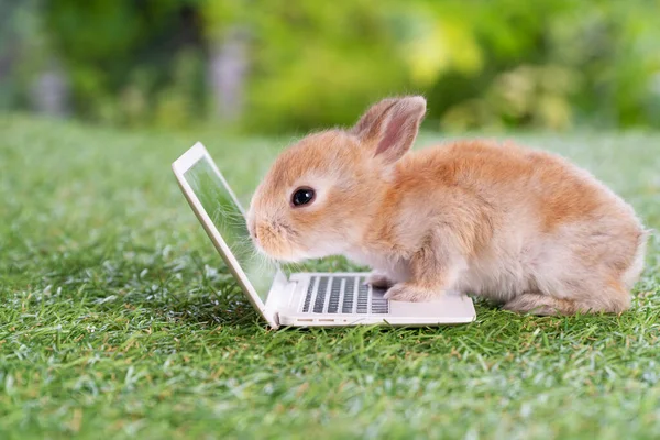 온라인으로 공부하거나 위에서 일하는 귀여운 귀여운 갈색토끼는 배경에 노트를 화면으로 — 스톡 사진
