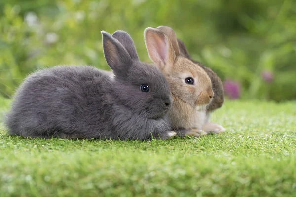 Groupe Lapin Pelucheux Lapin Assis Couché Ensemble Sur Fond Naturel — Photo