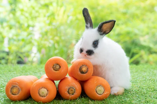 Sevimli Yavru Tavşan Beyaz Tavşan Önünde Portakal Yığını Olan Siyah — Stok fotoğraf