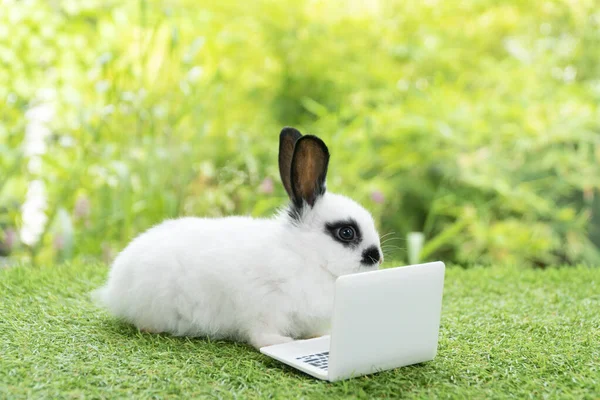 랩탑을 토끼를 껴안는다 온라인으로 학습하거나 기술로 작업하는 스러운 백인이다 Animal — 스톡 사진