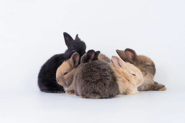 Groep Schattige Harige Baby Dwerg Konijn Zitten Liggen Samen Terwijl — Stockfoto