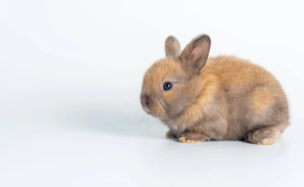 Conejo Bebé Peludo Conejo Marrón Gris Sentado Sobre Fondo Blanco —  Fotos de Stock