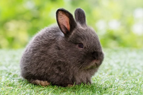 Precioso Conejo Bebé Peludo Conejo Mirando Algo Sentado Hierba Verde —  Fotos de Stock