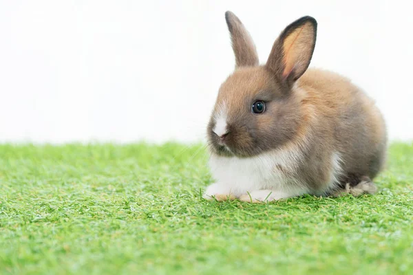春の夏の背景に緑の草に座ってふわふわのウサギ 白い背景を持つ芝生の上で遊んで乳児ドワーフウサギ茶色の白いウサギ かわいい動物の毛皮のペットのコンセプト — ストック写真