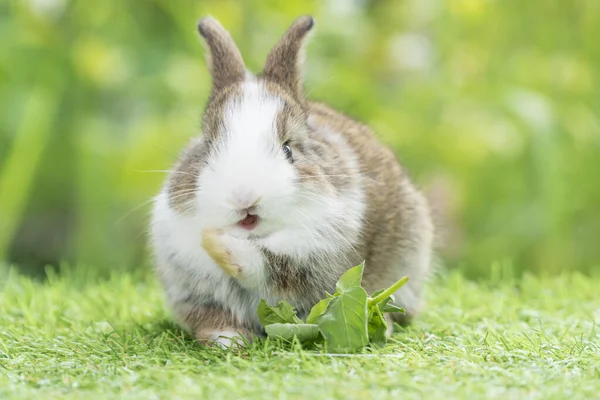 愛らしい赤ちゃんウサギの白茶色の自然を背景に緑の芝生の上に座って野菜を食べる 芝生の上で新鮮な野菜を供給する非常に小さなウサギ イースターバニー動物のコンセプト — ストック写真