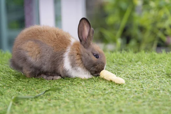 Adorável Pequeno Coelho Peludo Coelho Marrom Branco Faminto Comer Milho — Fotografia de Stock