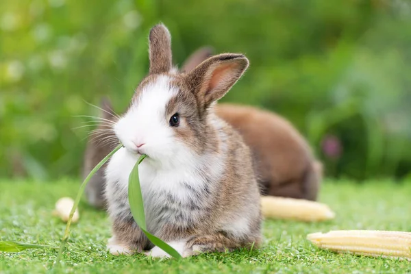 Adorable Tiny Furry Rabbit Bunny Brown White Hungry Eating Fresh — Stock Photo, Image