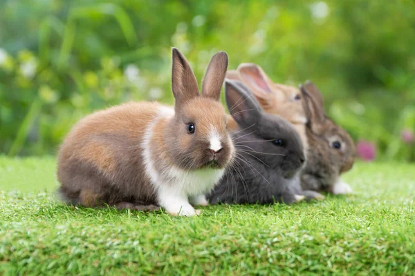 Conejo Peludo Conejo Marrón Blanco Con Familia Sentada Juguetona Juntos —  Fotos de Stock