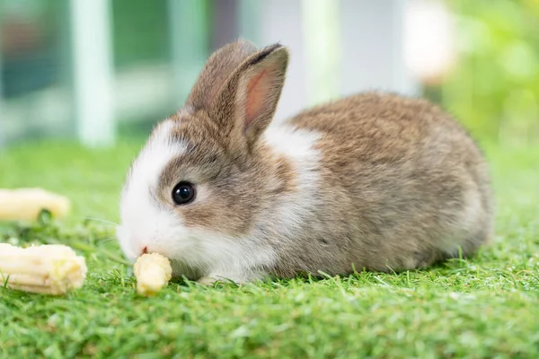 Adorabile Piccolo Coniglio Peloso Marrone Bianco Affamato Mangiare Mais Fresco — Foto Stock