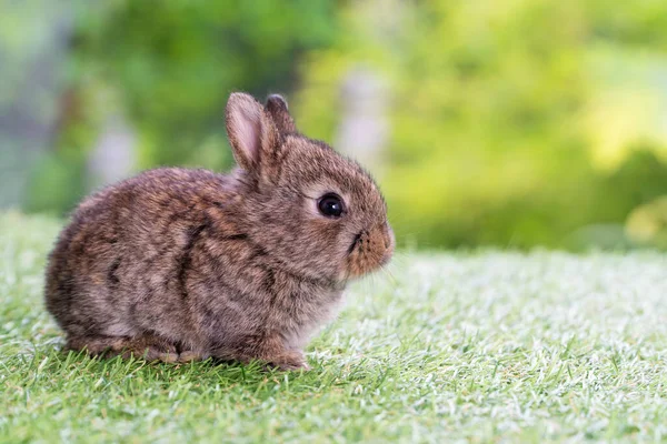 Adorable Conejo Bebé Esponjoso Conejo Sentado Solo Hierba Verde Sobre —  Fotos de Stock