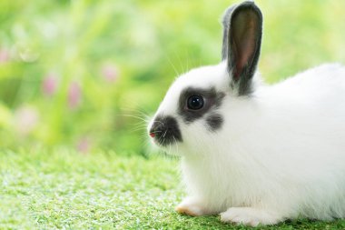 Fluffy rabbit bunny sitting green grass in spring summer background. Infant dwarf bunny black white rabbit playful on lawn with green bokeh nature background. Close up animal furry mammal pet concept