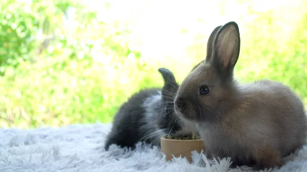 Two Infant Rabbits Ears Bunny Lying Soft White Carpet Green — Fotografia de Stock