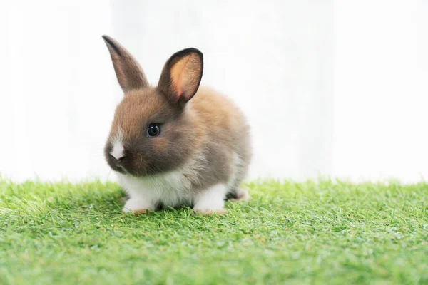 Fluffy rabbit bunny sitting green grass in spring summer background. Infant dwarf bunny brown white rabbit playful on lawn with white background. Cute animal furry pet concept.