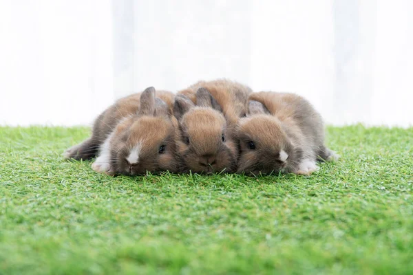 Adorable Baby Rabbits Ears Bunny Lying Together Green Grass Family — Stockfoto