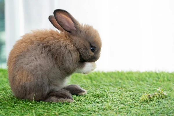 Fluffy rabbit bunny standing on own leg green grass in spring summer background. Infant dwarf bunny brown black rabbit playful on lawn with white background. Cute animal furry pet concept.