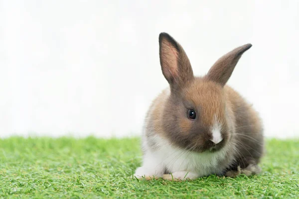 Fluffy Rabbit Easter Bunny Sitting Green Grass Spring Summer Background — Foto de Stock