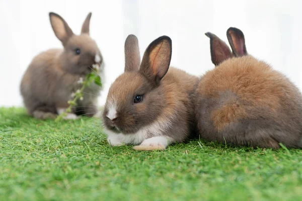 Adorable Baby Rabbits Ears Bunny Sitting Together Green Grass Family — Foto Stock