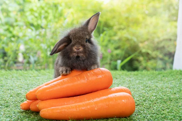 Adorable Baby Rabbit Bunny Sitting Front Orange Pile Fresh Carrot — Stok fotoğraf