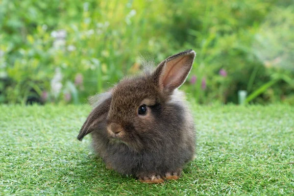 Adorable Fluffy Bunny Rabbit Sitting Green Grass Natural Background Furry —  Fotos de Stock