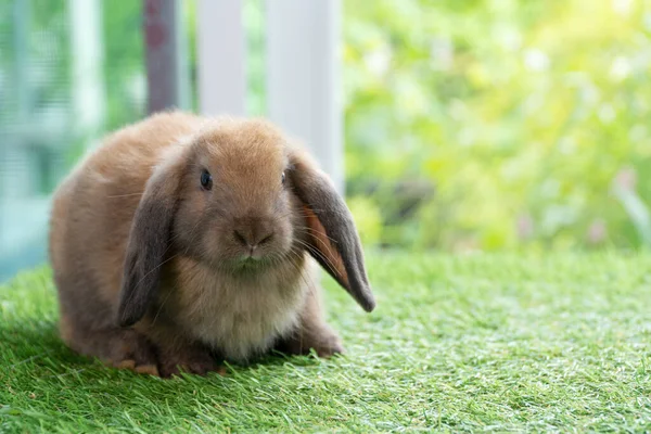 Очаровательный Пушистый Кролик Сидит Зеленой Траве Естественном Фоне Пушистый Симпатичный — стоковое фото