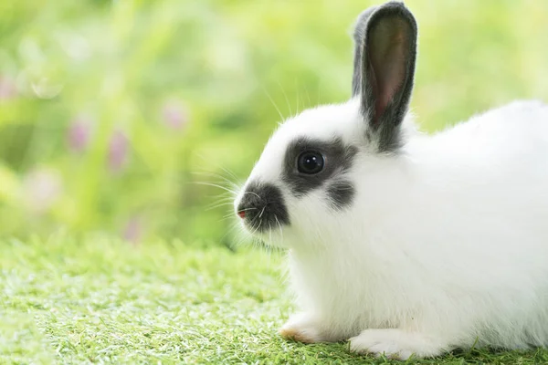 Fluffy rabbit bunny sitting green grass in spring summer background. Infant dwarf bunny black white rabbit playful on lawn with green bokeh nature background. Close up animal furry mammal pet concept