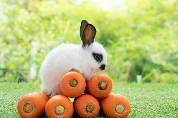 Adorable baby rabbit bunny sitting with front orange pile fresh carrot on green grass on bokeh nature background. Furry hare white black rabbit bunny on nature. Easter animal vegetable food concept.