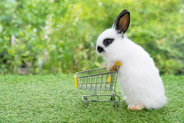 Чарівний Кролик Білий Чорний Кролик Штовхає Порожній Жовтий Кошик Покупок — стокове фото