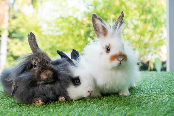 Three Adorable Fluffy Infant Rabbits Bunny Sitting Together Green Grass —  Fotos de Stock