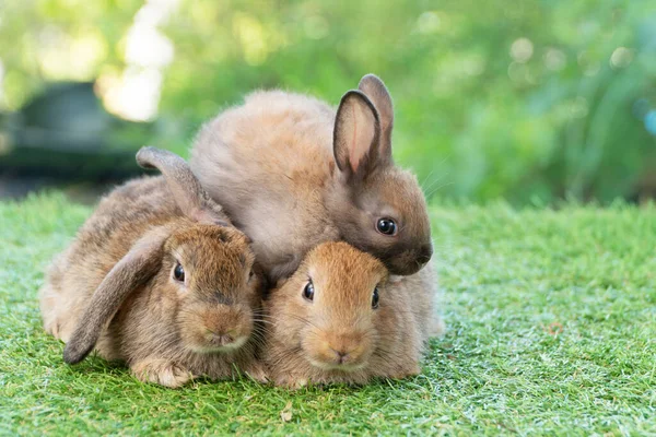 Cuddly Furry Rabbit Bunny Brown Family Sitting Playful Together Green — Stock Photo, Image