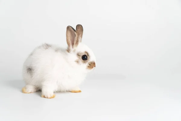 Чарівні Новонароджені Кролики Які Дивляться Камеру Сидячи Над Ізольованим Білим — стокове фото