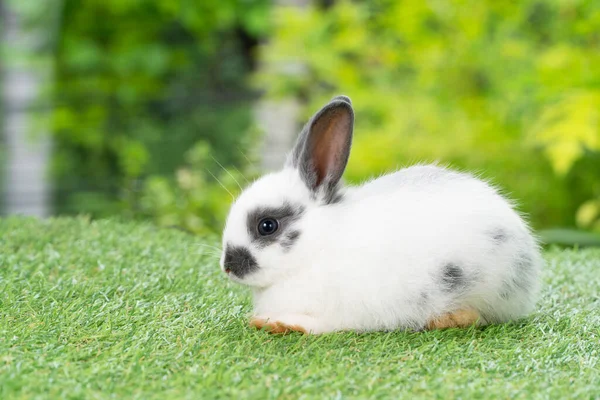 Fluffy rabbit easter bunny sitting green grass over spring summer background. Infant dwarf bunny black white rabbit playful on lawn with white background. Cute animal furry pet concept.