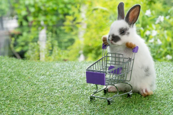 Adorable Baby Rabbit White Black Pushing Empty Purple Shopping Basket — Photo