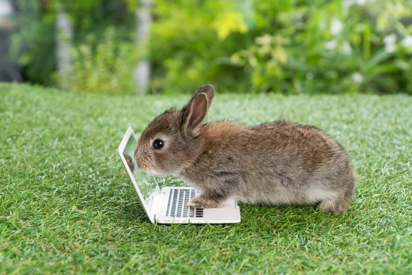 Newborn Tiny Brown Bunny Small Laptop Sitting Green Grass Lovely — Zdjęcie stockowe