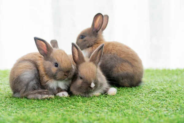 Groep Kleine Harige Baby Konijn Konijn Bruin Wit Samen Zitten — Stockfoto