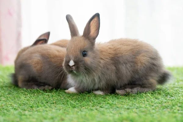 Adorable Baby Rabbits Ears Bunny Sitting Together Green Grass Family — ストック写真