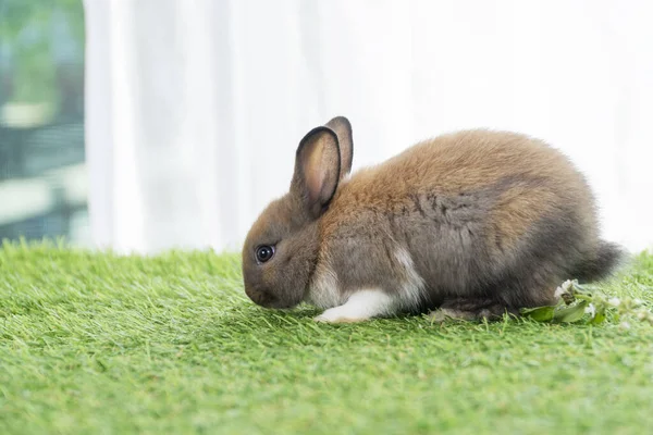 Fluffy rabbit bunny sitting green grass in spring summer background. Infant dwarf bunny brown white rabbit playful on lawn with white background. Cute animal furry pet concept.