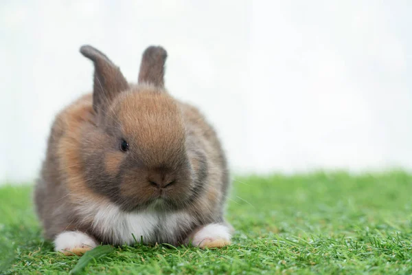 Fluffy Rabbit Easter Bunny Sitting Green Grass Spring Summer Background — Zdjęcie stockowe