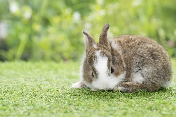 Lovely Furry Baby Rabbit Bunny Looking Something While Sitting Green — 스톡 사진