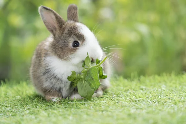 Adorable Baby Rabbit Bunny Eating Vegetable Sitting Green Grass Spring — Fotografia de Stock