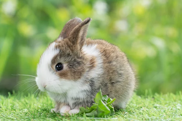 Adorable Baby Rabbit Bunny Eating Vegetable Sitting Green Grass Spring — 스톡 사진