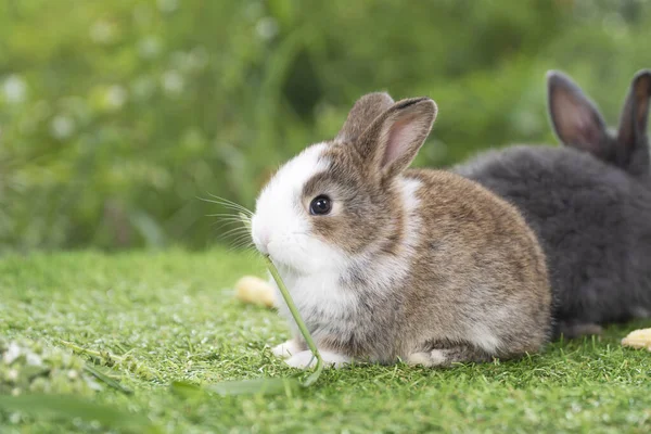 Sevimli Tavşan Yavrusu Bokeh Doğa Arka Planında Yeşil Çimlerde Otururken — Stok fotoğraf