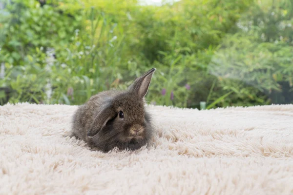 Infant rabbit ears bunny lying down resting on soft red carpet over green bokeh natural background. Little innocence furry bunny rabbit playful together on cream background. Easter animal pat concept.