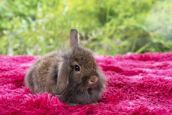 Infant rabbit ears bunny lying down resting on soft red carpet over green bokeh natural background. Little innocence furry bunny rabbit playful together on red background. Easter animal pat concept.