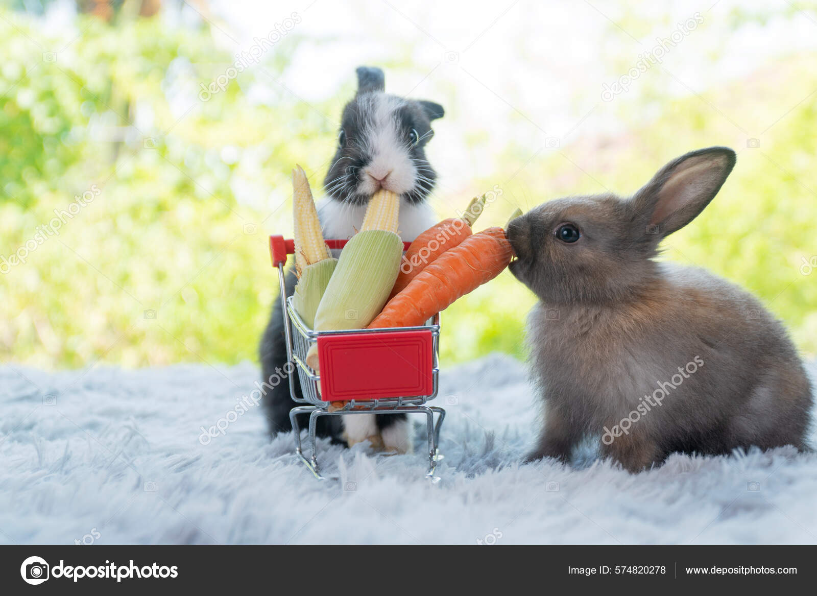 Cottontail Rabbit Baby Bunny Milk Formula Diet For Baby Rabbits