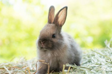 Little baby rabbit bunny playful on dry straw over bokeh spring green background. Healthy cuddle fluffy hair brown rabbit bunny sitting on natural with sunlight summer time. Easter pet animal concept
