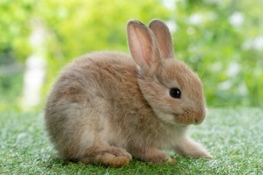 Adorable fluffy baby bunny rabbit sitting on green grass over natural background. Furry cute wild-animal single spring time at outdoor. Lovely fur baby rabbit bunny on meadow. Easter animal pet concept