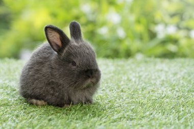 Adorable fluffy baby bunny rabbit sitting on green grass over natural background. Furry cute wild-animal single spring time at outdoor. Lovely fur baby rabbit bunny on meadow. Easter animal pet concept