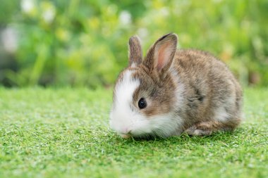 Lovely furry baby rabbit bunny looking at something while sitting on green grass over bokeh nature background. Infant rabbit white brown bunny playful spring time on field. Easter animal pet concept.